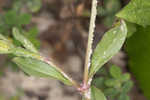 Common catchfly